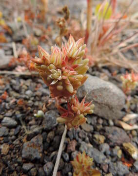 Image of Sedum rubens L.