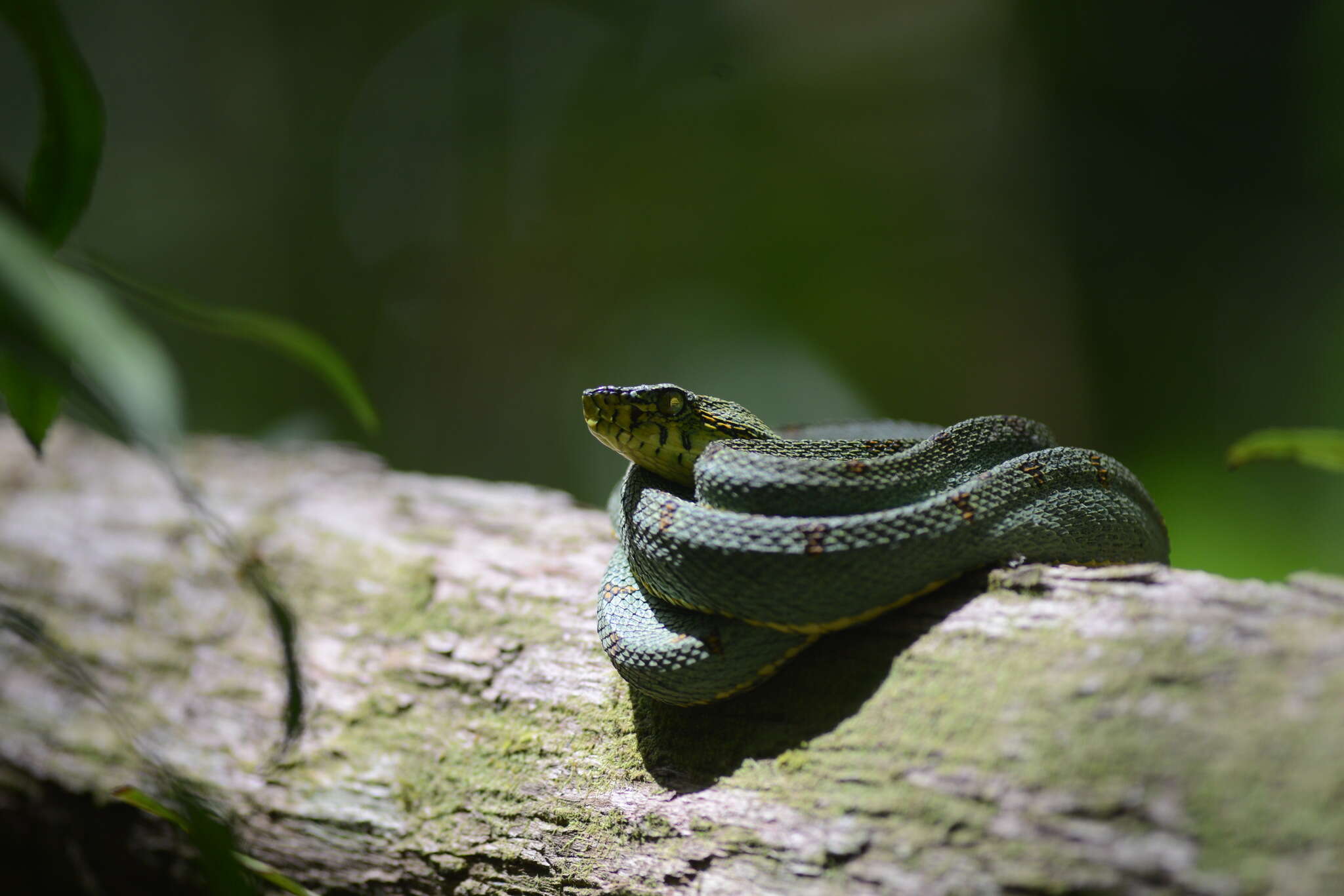 Imagem de Bothrops bilineatus (Wied-Neuwied 1821)