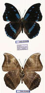 Image of Charaxes doubledayi Aurivillius 1898