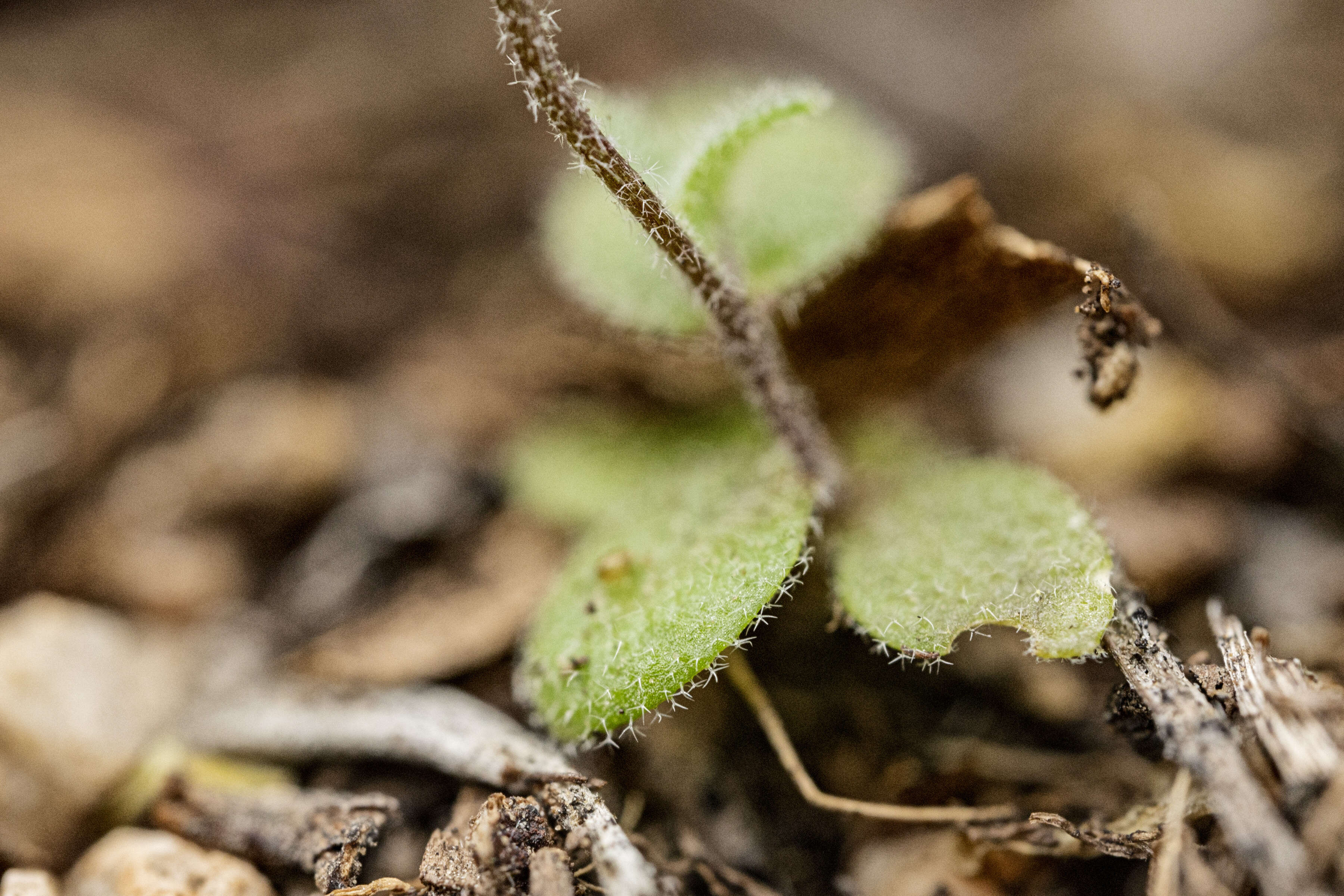 Image of slender draba