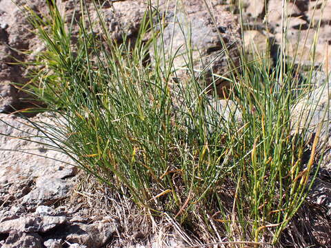 Image de Poa fendleriana (Steud.) Vasey