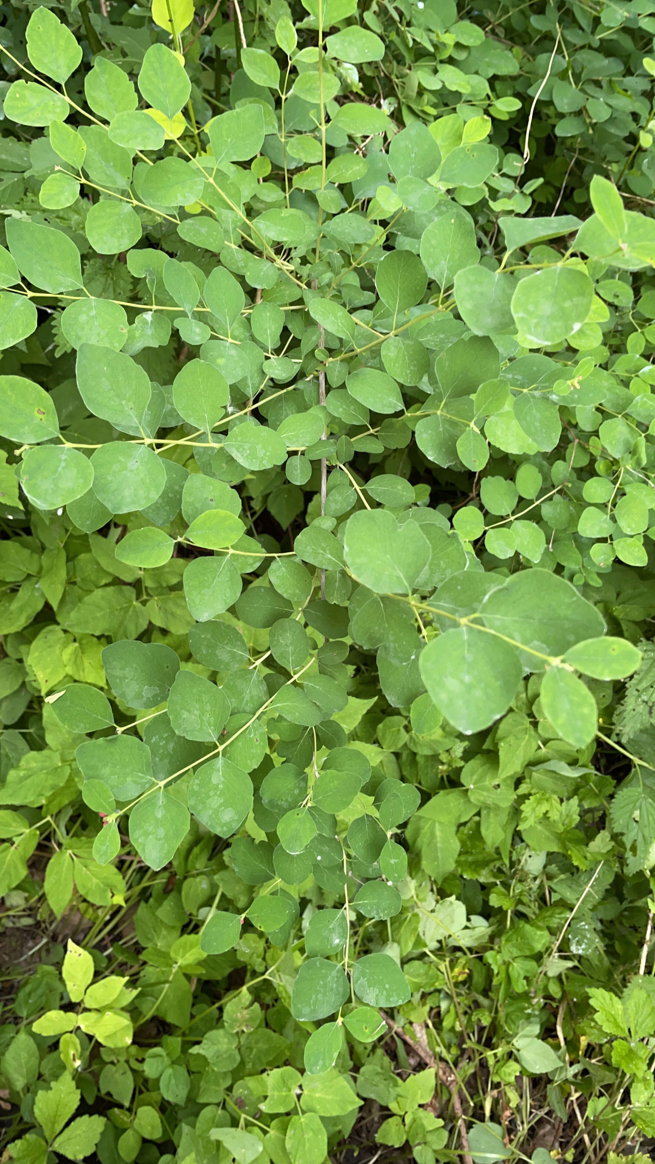 Sivun Symphoricarpos orbiculatus Moench kuva