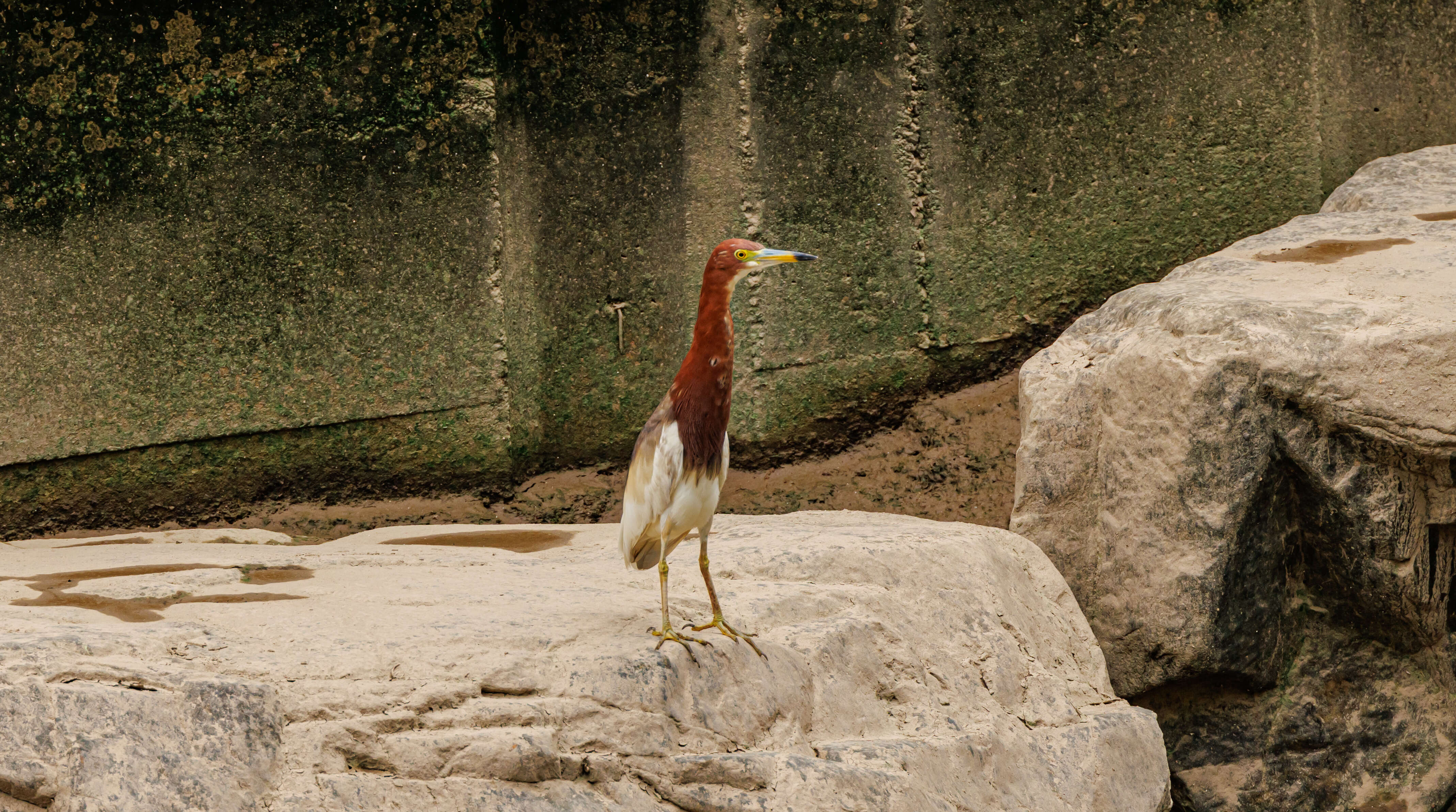 Image of Chinese Pond Heron