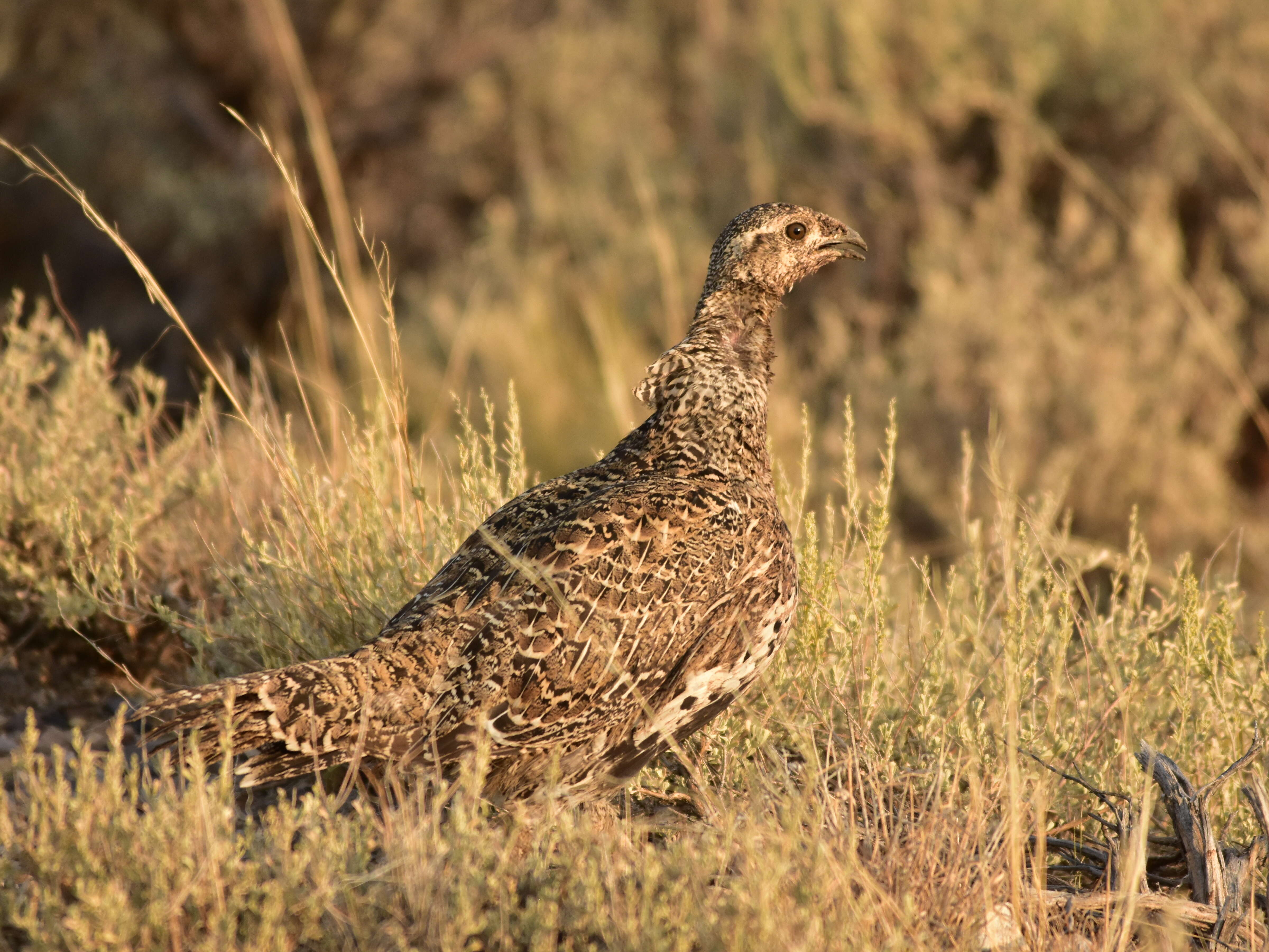 Image of Gunnison sage-grouse; greater sage-grouse