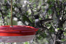 Image of Black-chinned Hummingbird