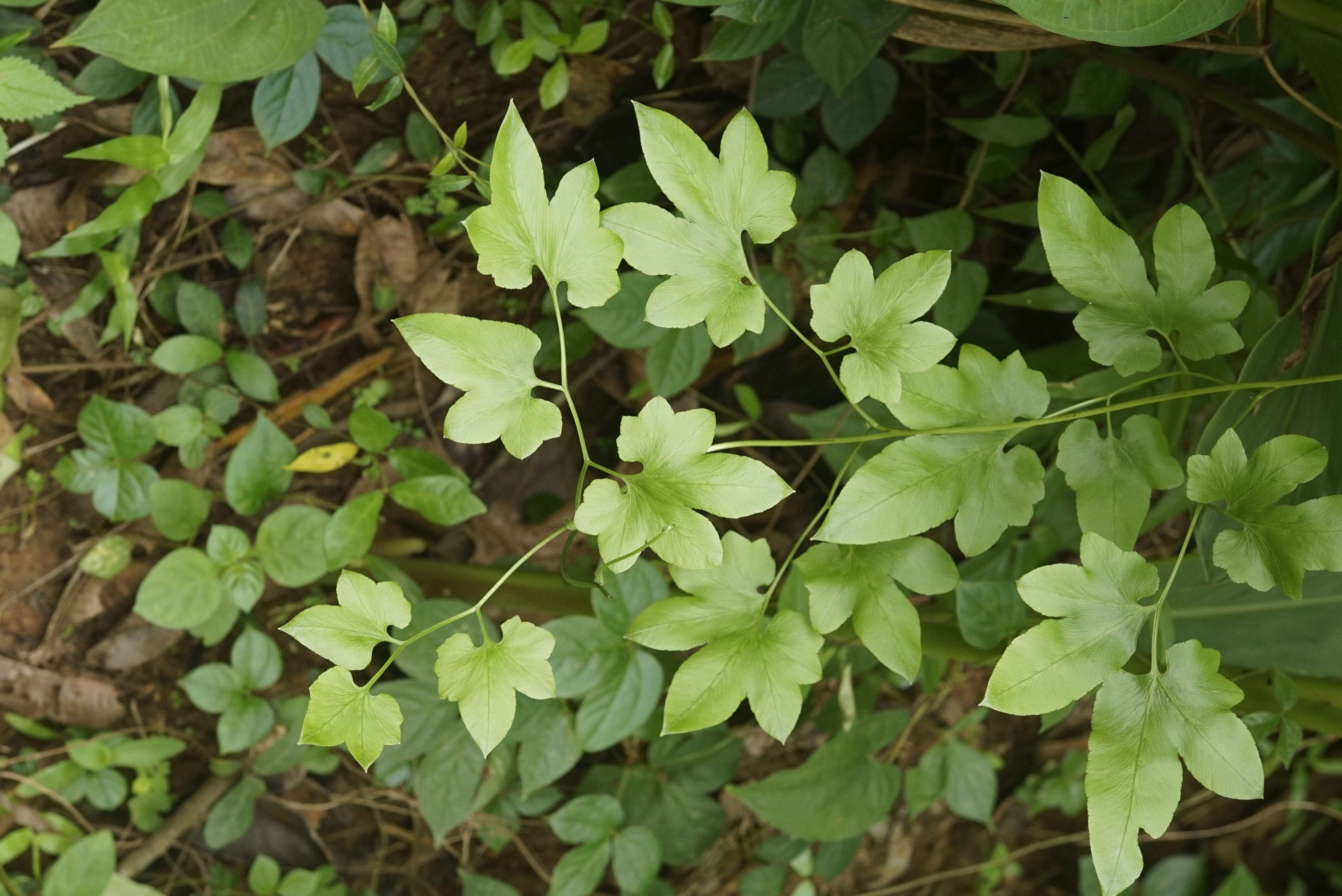 Image of climbing ferns