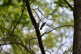 Image of gnatcatchers