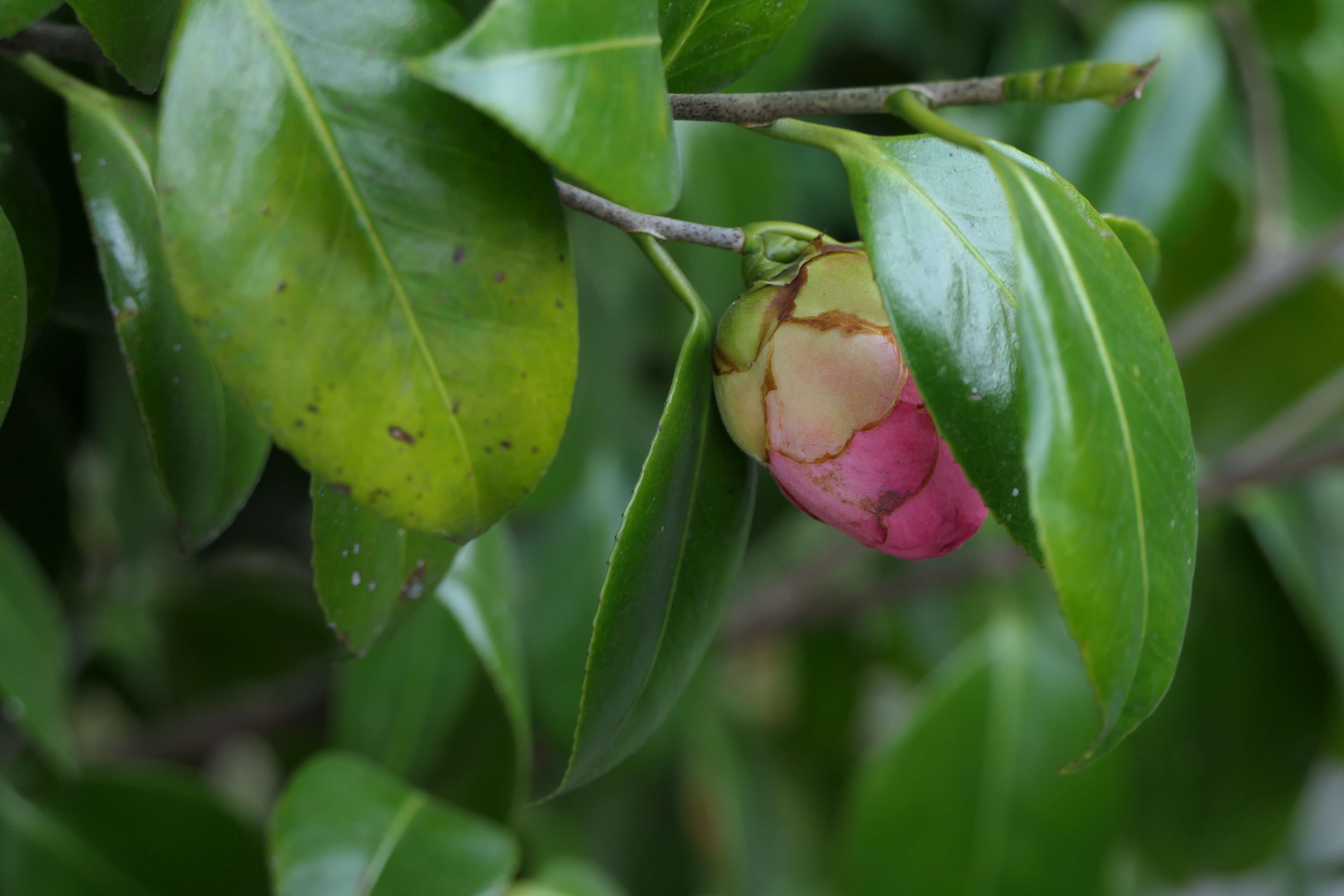 Image of camellia