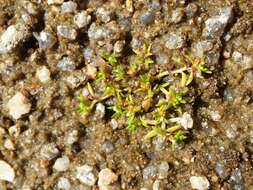 Image of water pygmyweed