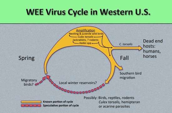 Image of Western equine encephalitis virus