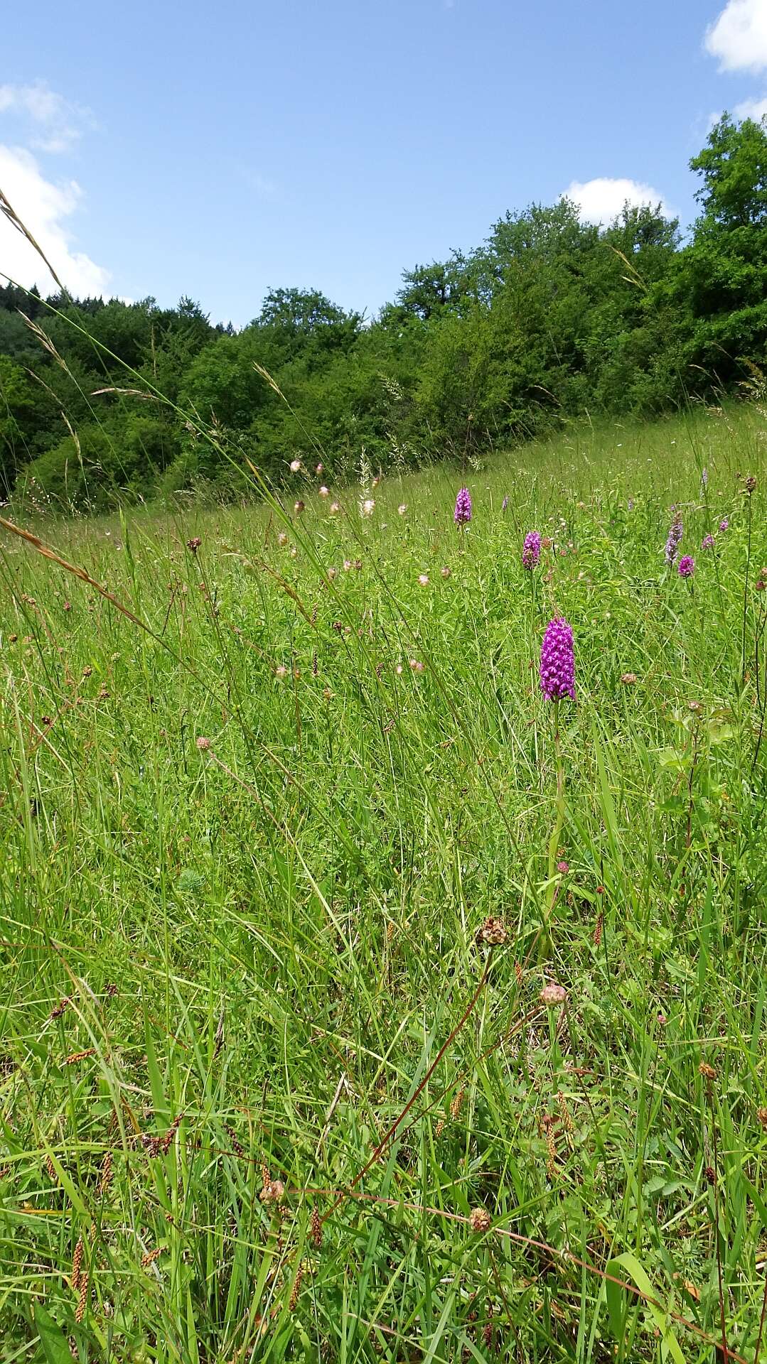 صورة Anacamptis pyramidalis (L.) Rich.