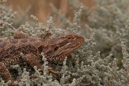 Plancia ëd Pogona vitticeps (Ahl 1926)