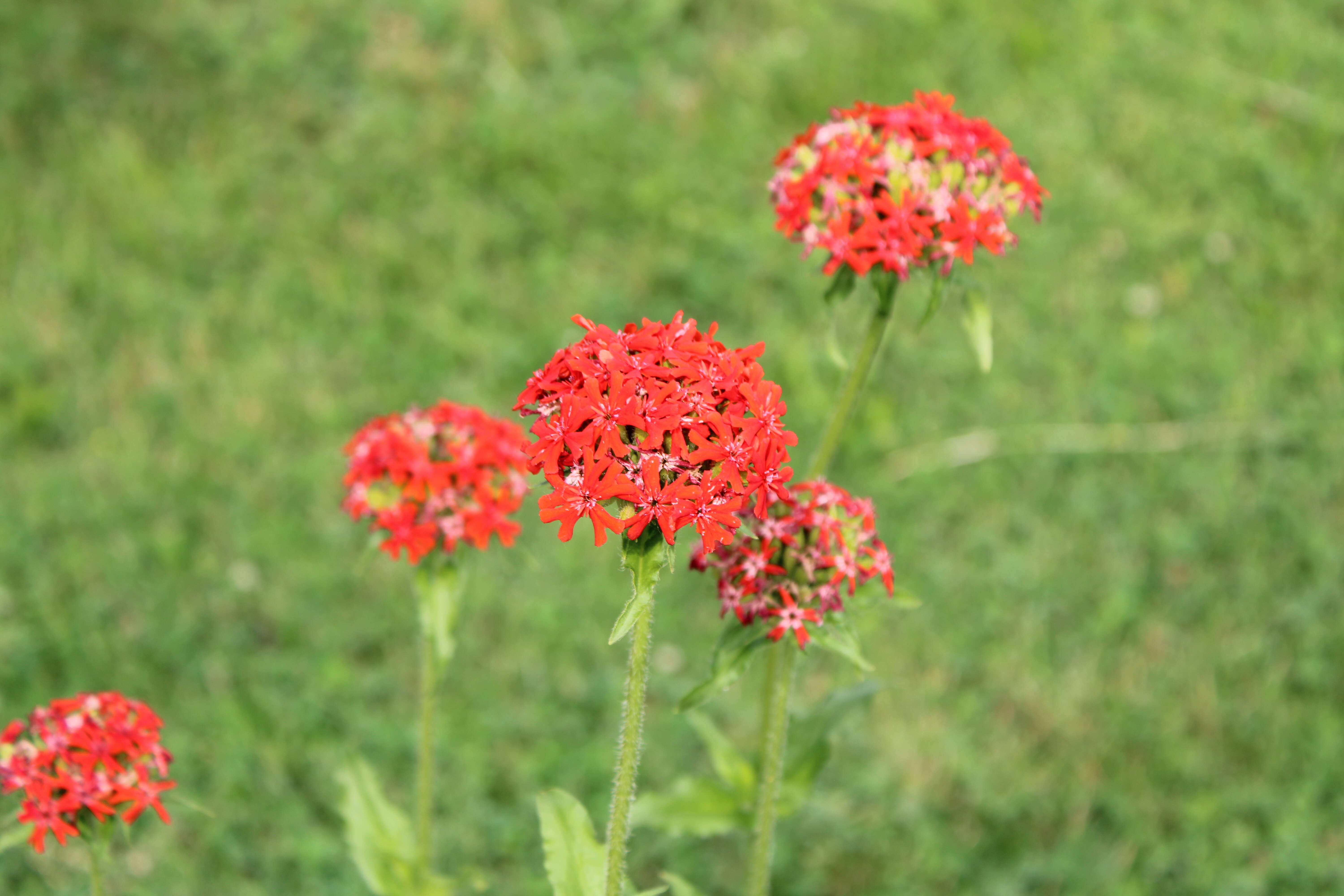 Слика од Silene chalcedonica (L.) E. H. L. Krause