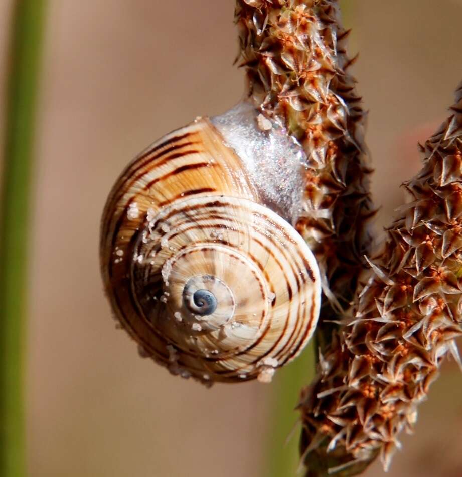 Image of Mediterranean Coastal Snail