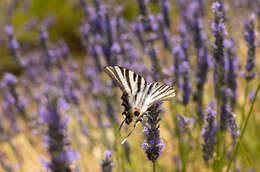 Image of English Lavendar