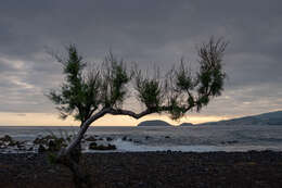 Image of African tamarisk