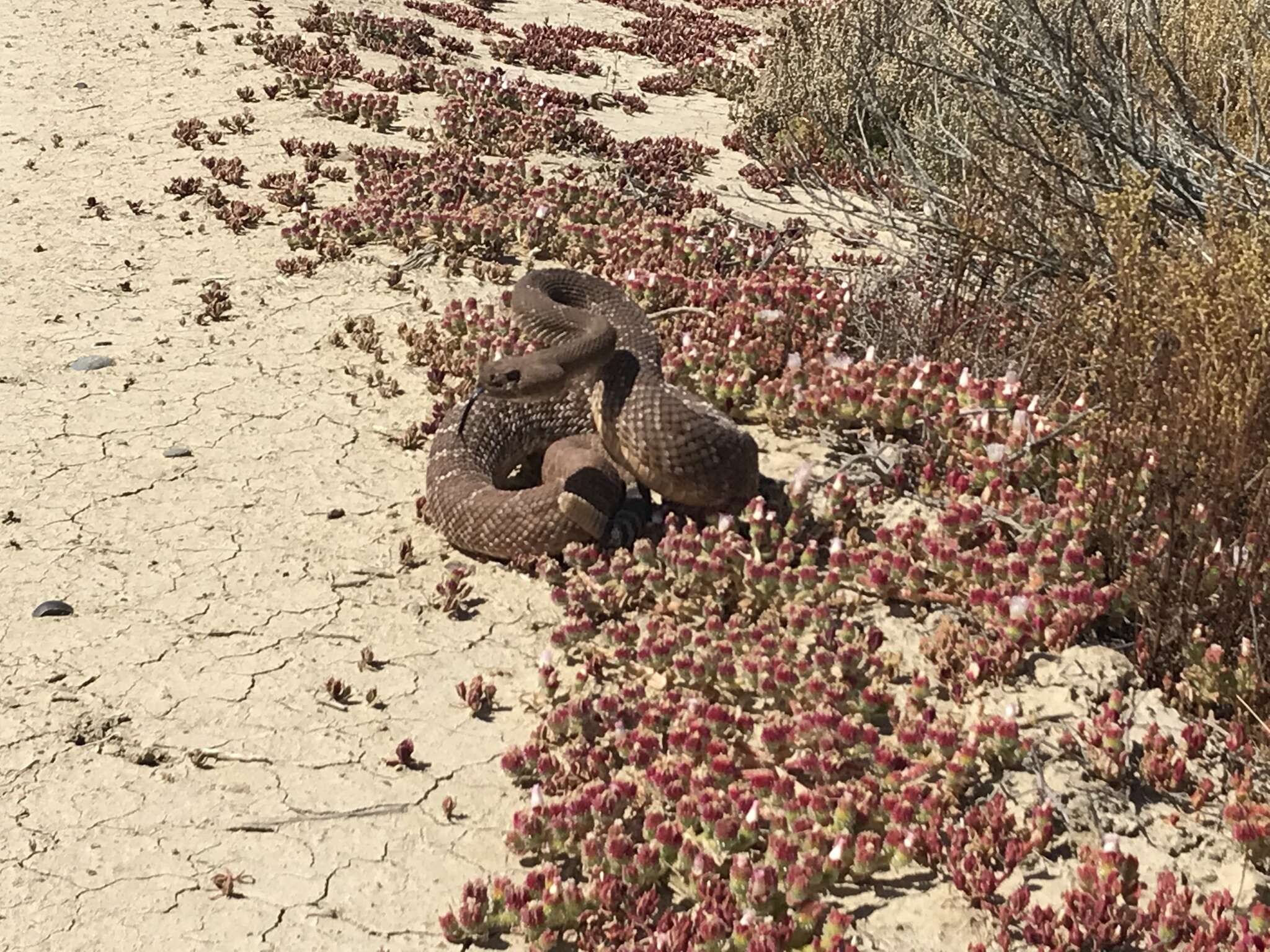 Image of Red Diamond Rattlesnake