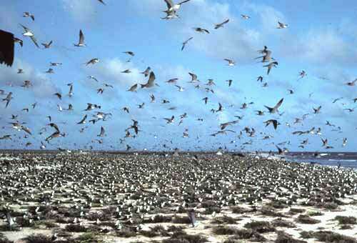 Image of Sooty Tern