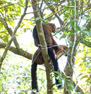 Image of Red-bellied Lemur