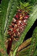 Image of Eucomis vandermerwei I. Verd.