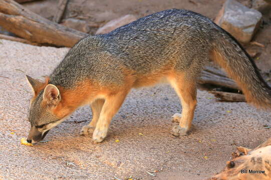 Image of Grey Foxes