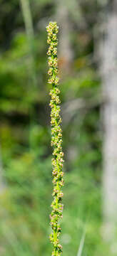 Image of Sea Arrowgrass