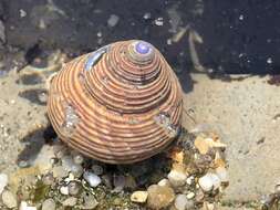 Image of Blue Top Snail