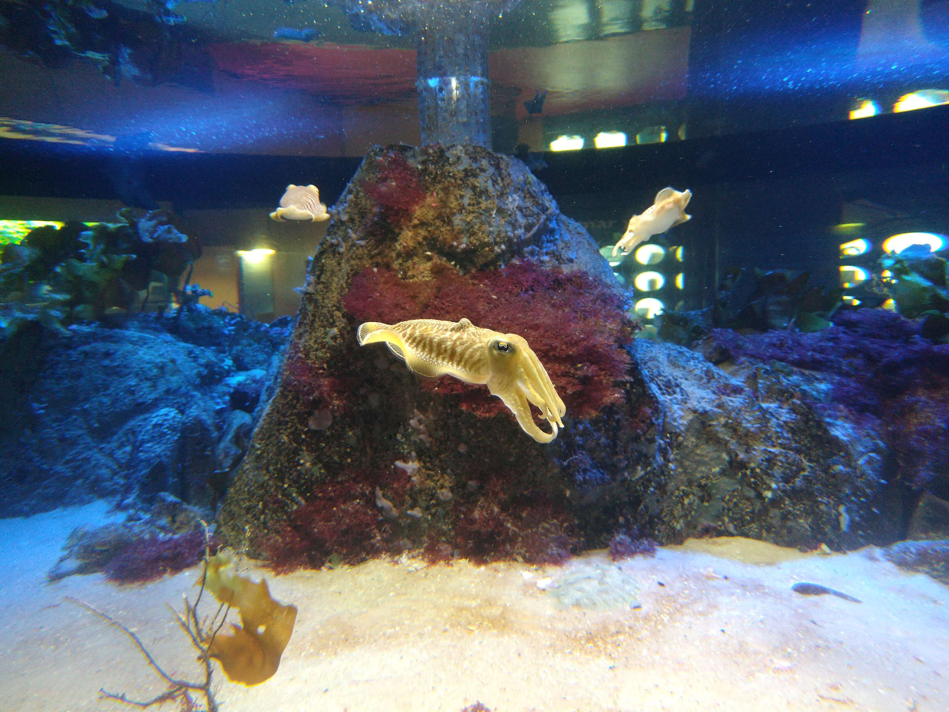 Image of Common Cuttlefish