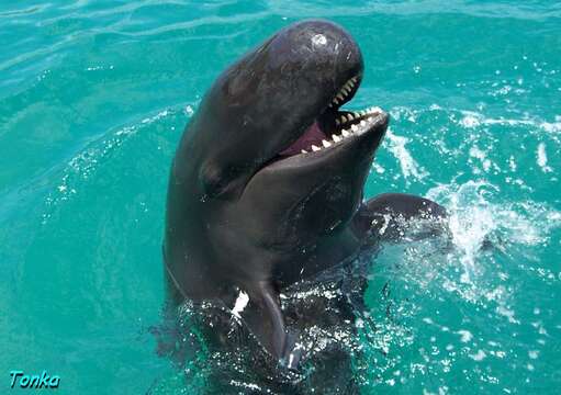 Image of false killer whale