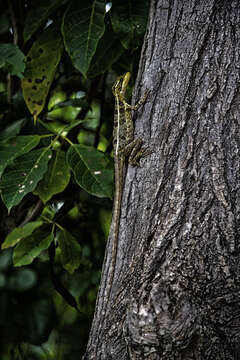 Image of Brown Basilisk