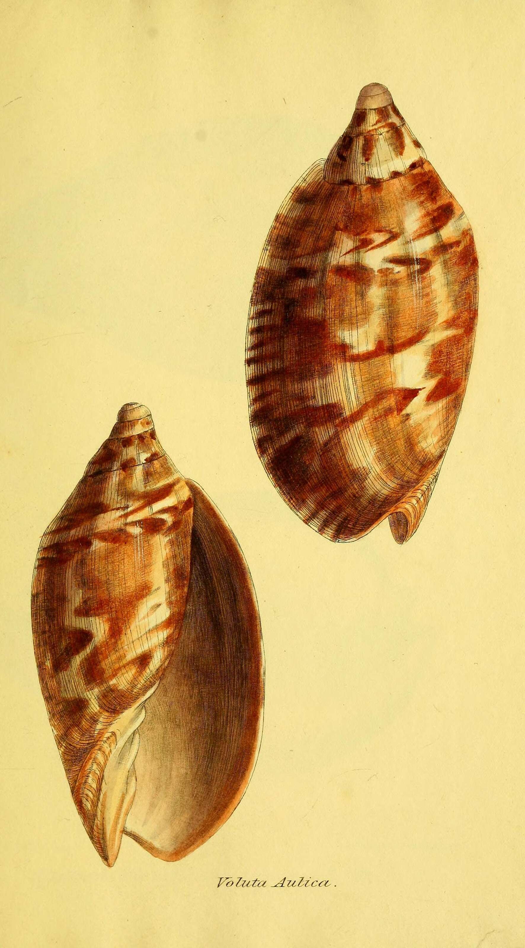 Image of aulica volute