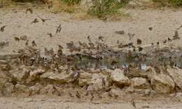 Image of Red-headed Finch