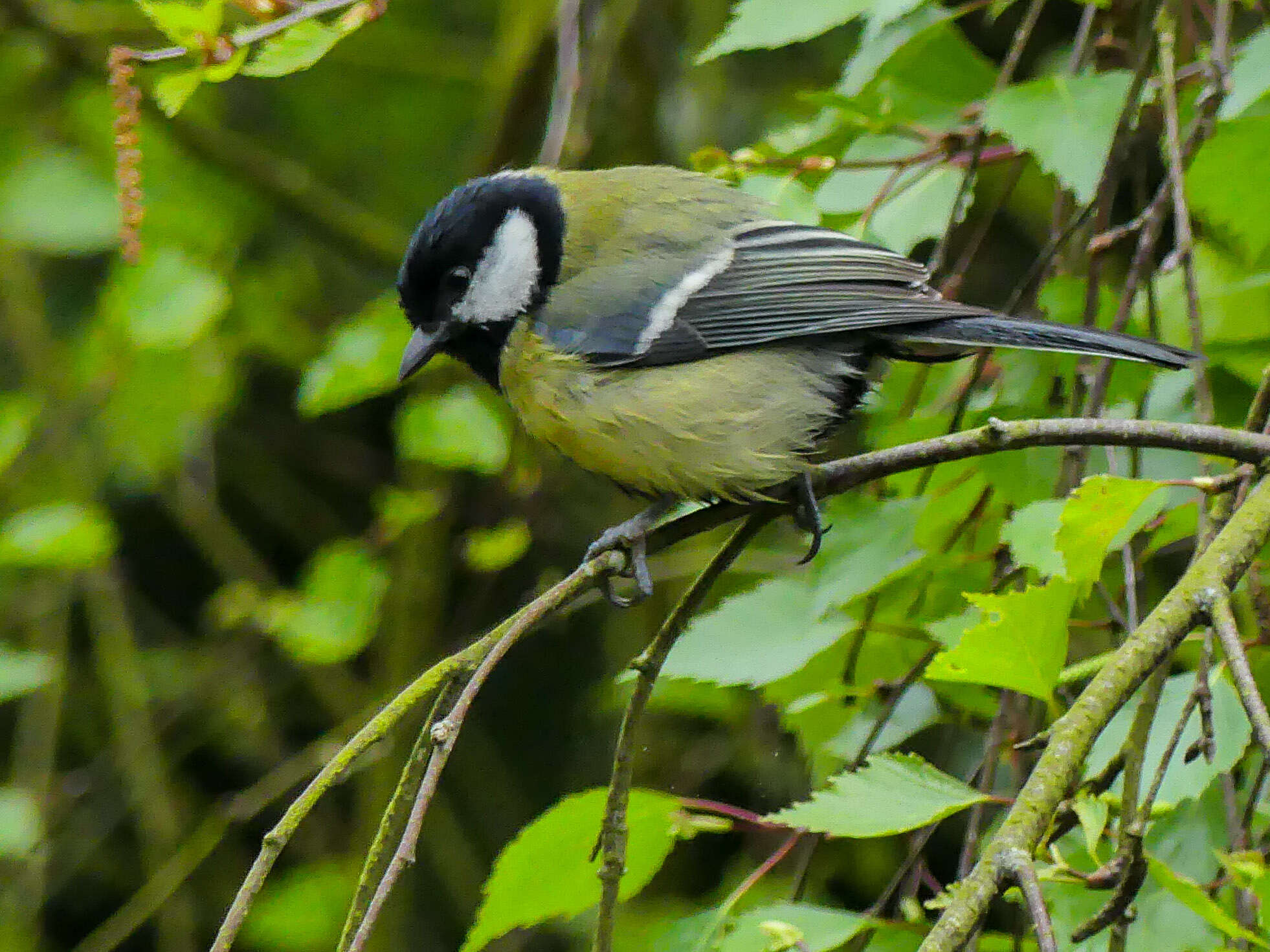 Image of Great Tit