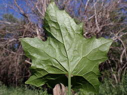 Image of white bryony