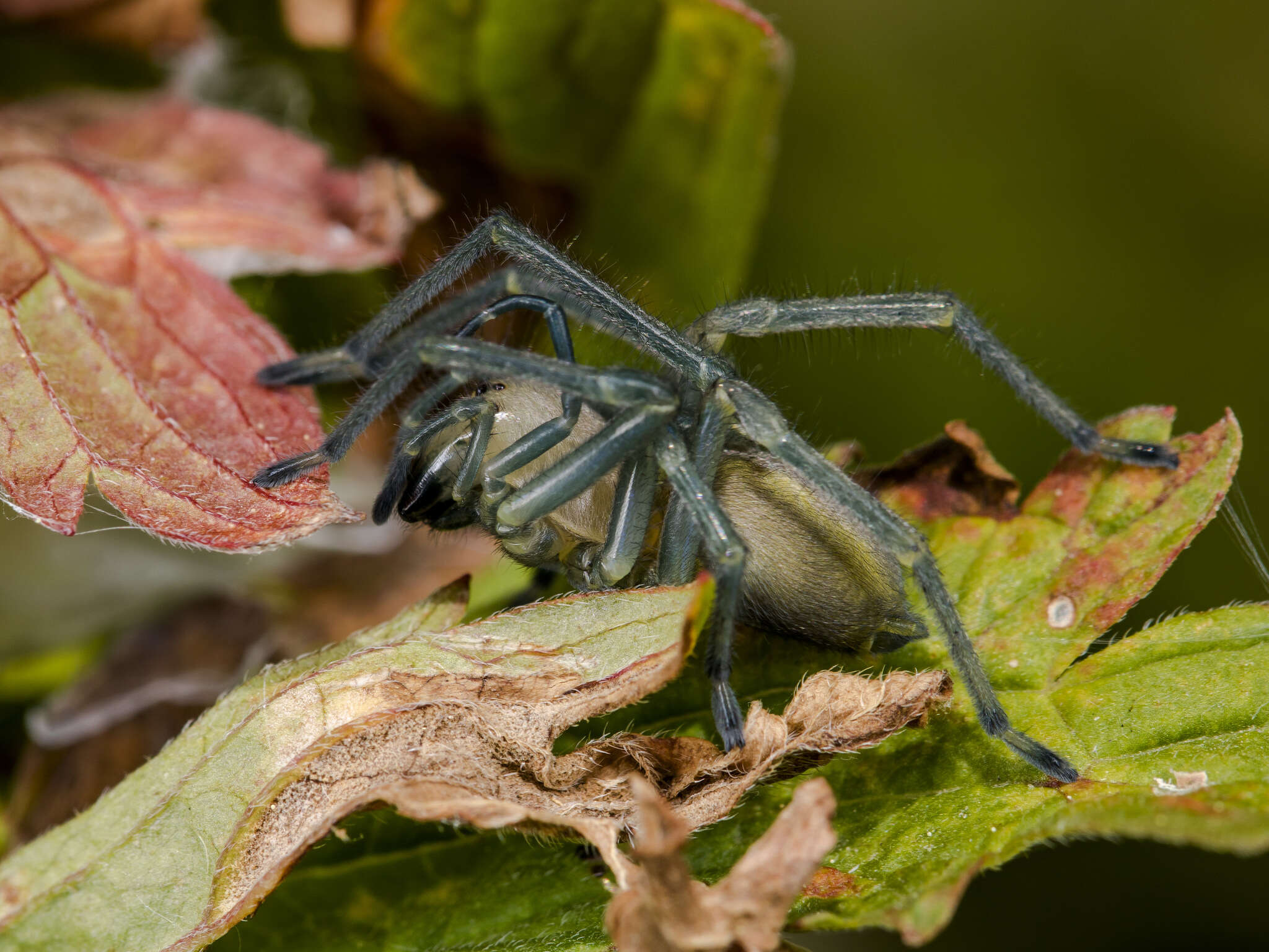 Слика од Cheiracanthium punctorium (Villers 1789)