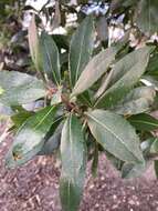 Image of strawberry tree