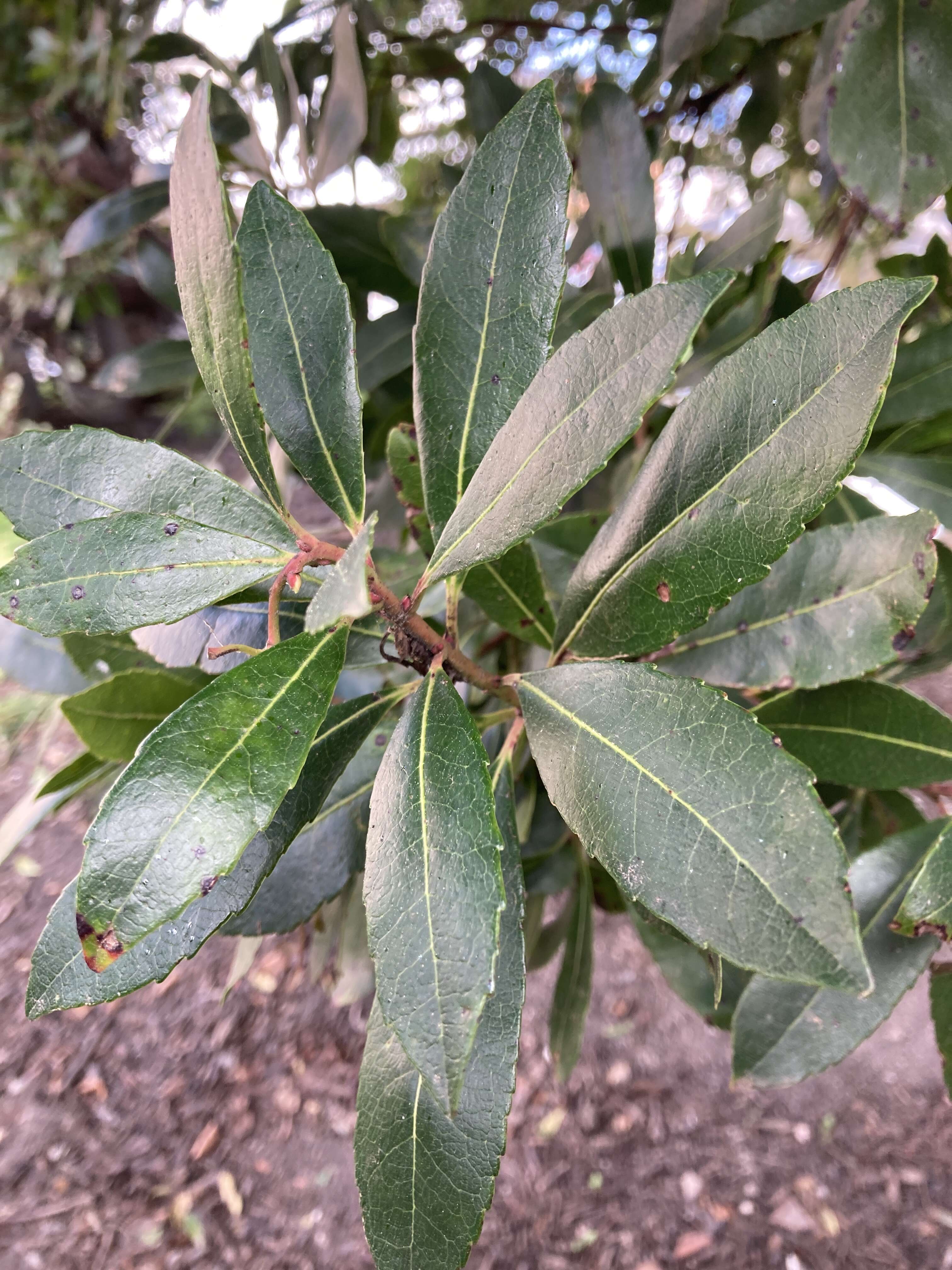 Image of strawberry tree