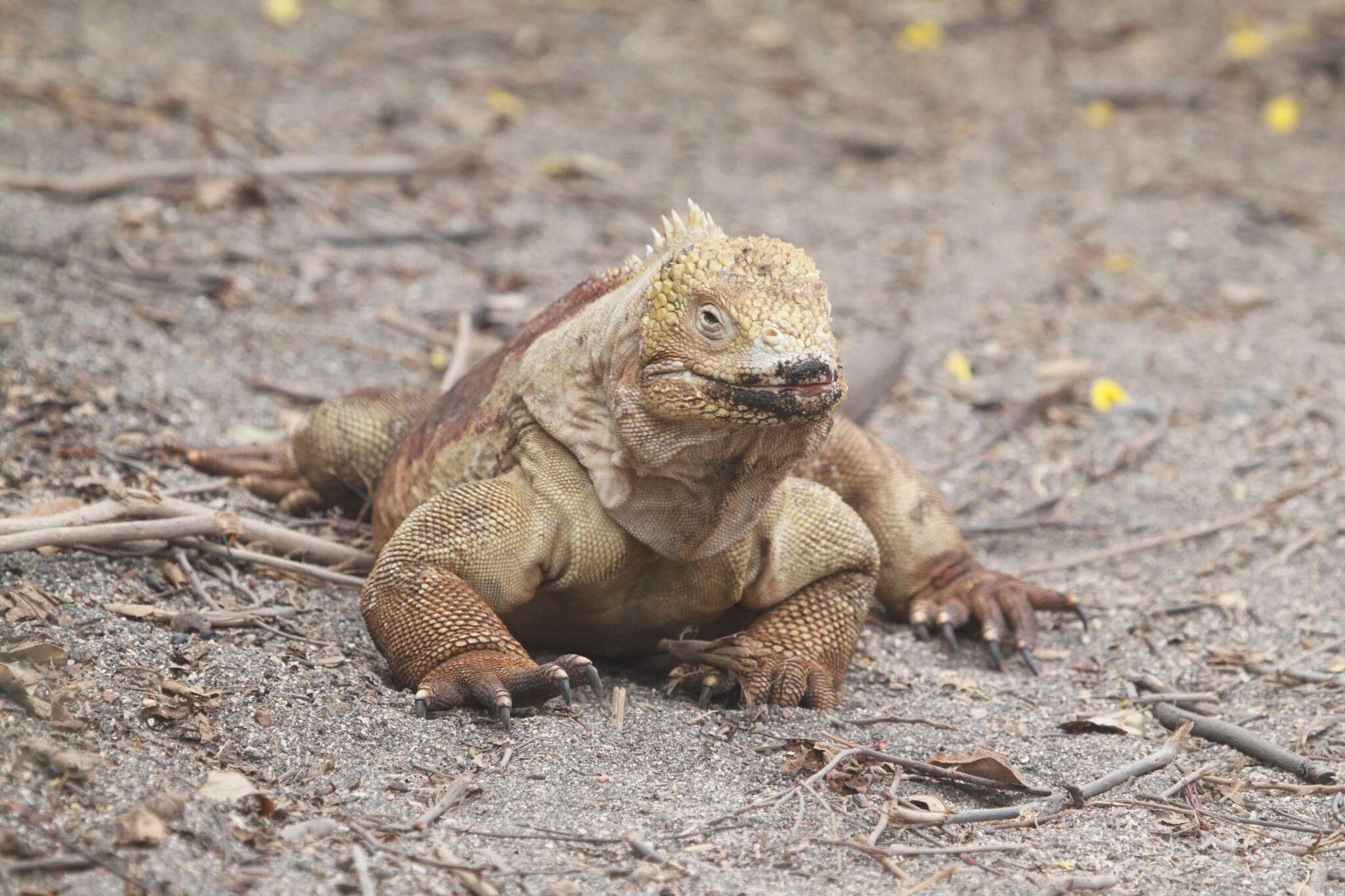 Image of Galapagos Land Iguana