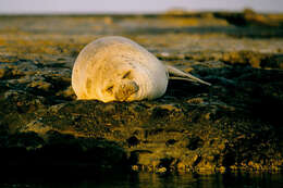 Image of South Atlantic Elephant-seal