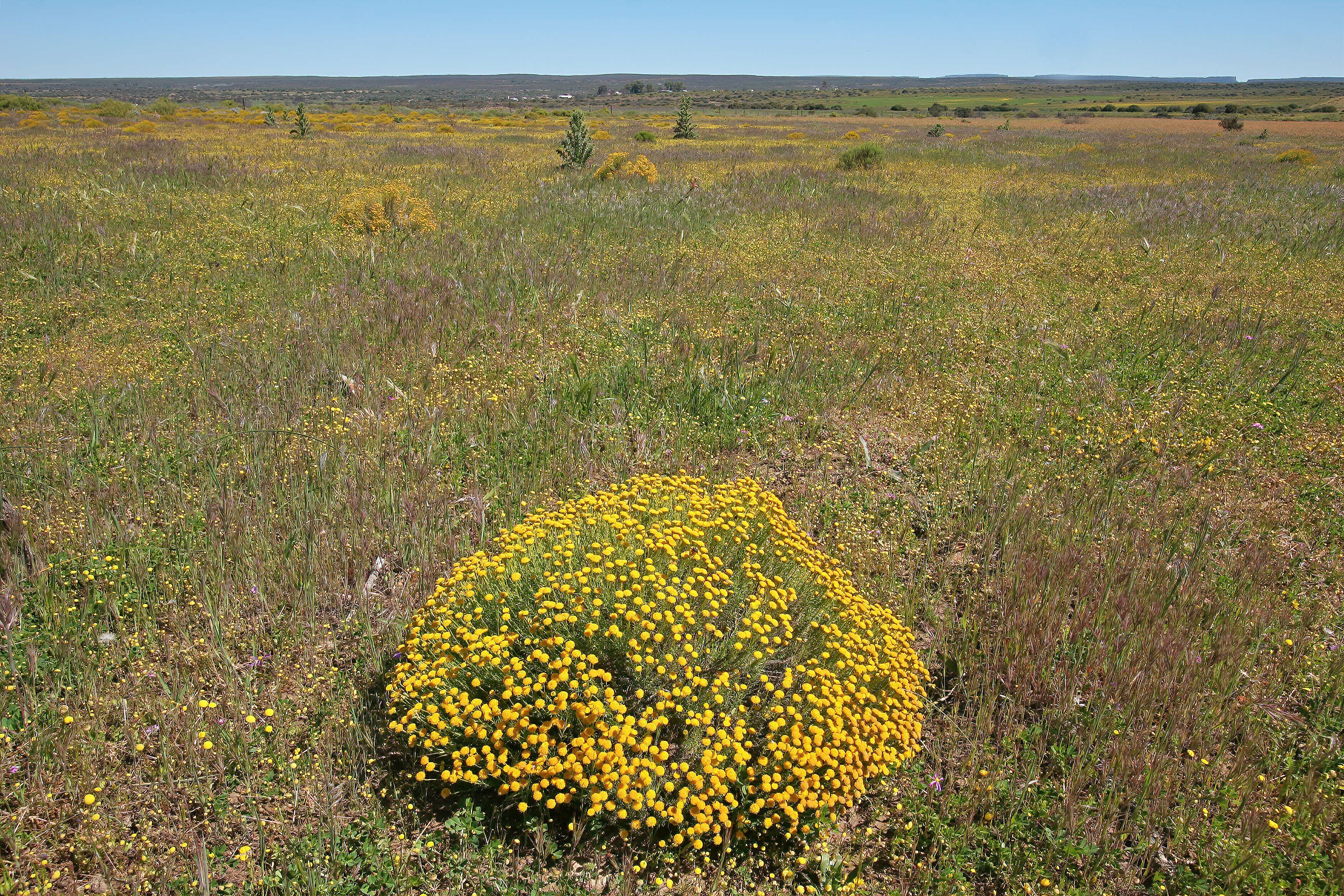 Слика од Chrysocoma ciliata L.