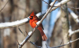 Image of Cardinalis Bonaparte 1838