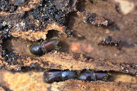 Image of european spruce bark beetle