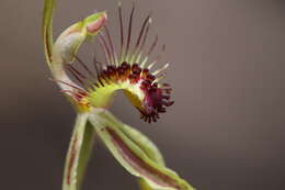 Caladenia corynephora A. S. George resmi