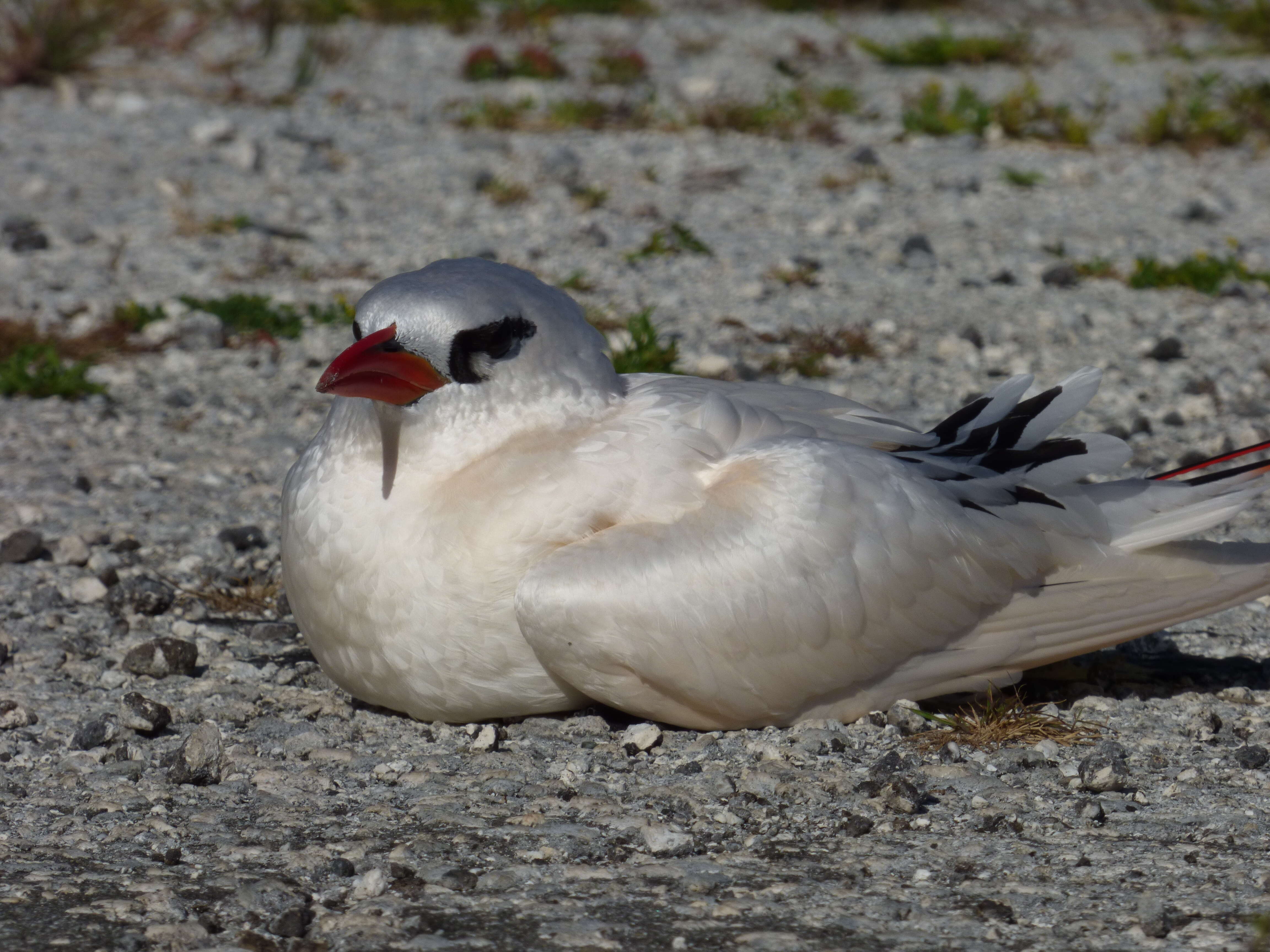 Image of Red-tailed Tropicbird