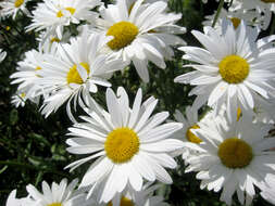 Image of Oxeye Daisy