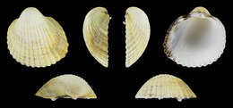 Image of brackish cockle