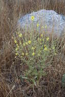 Image of wavyleaf mullein