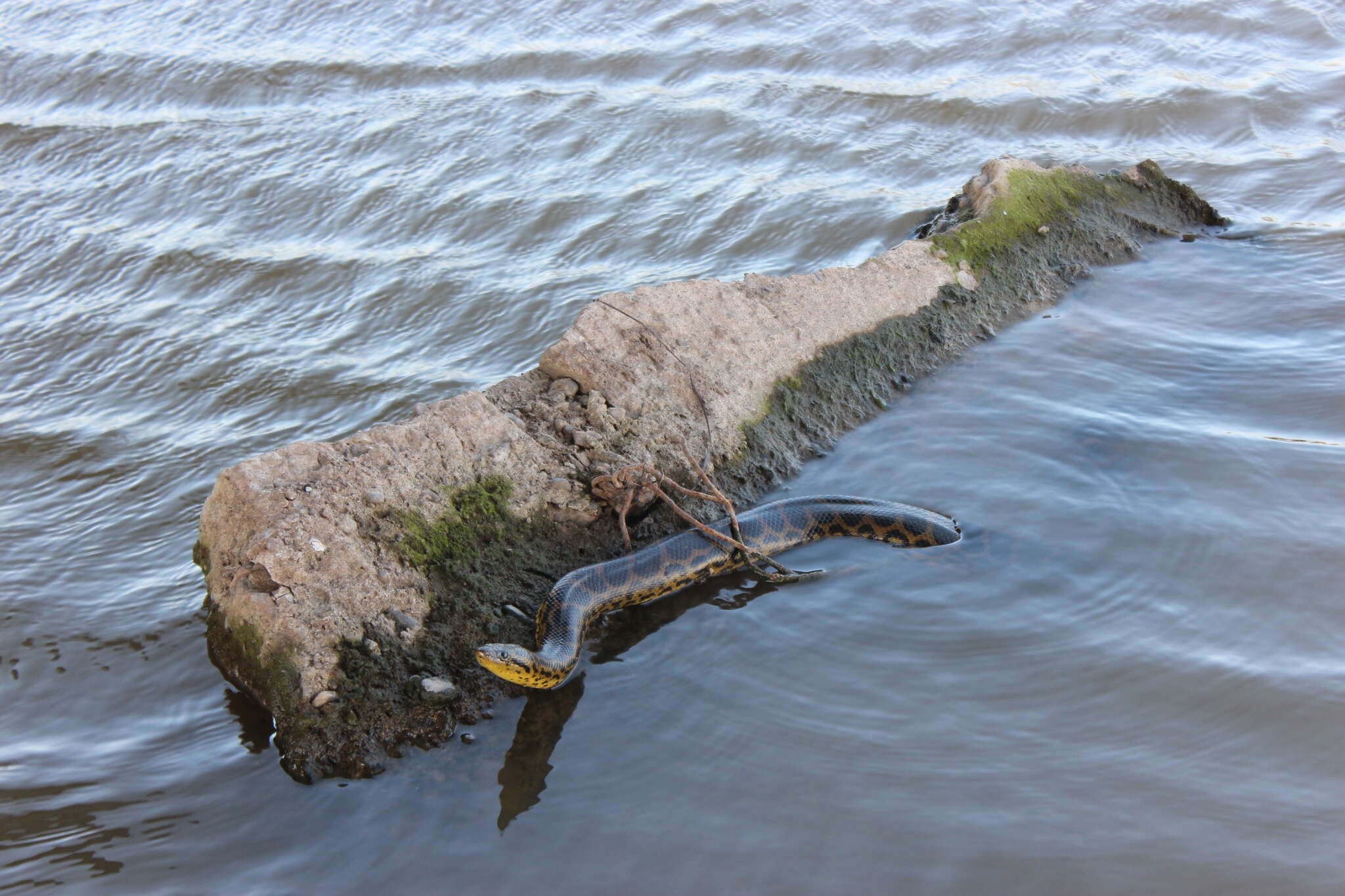 Image of Yellow anaconda