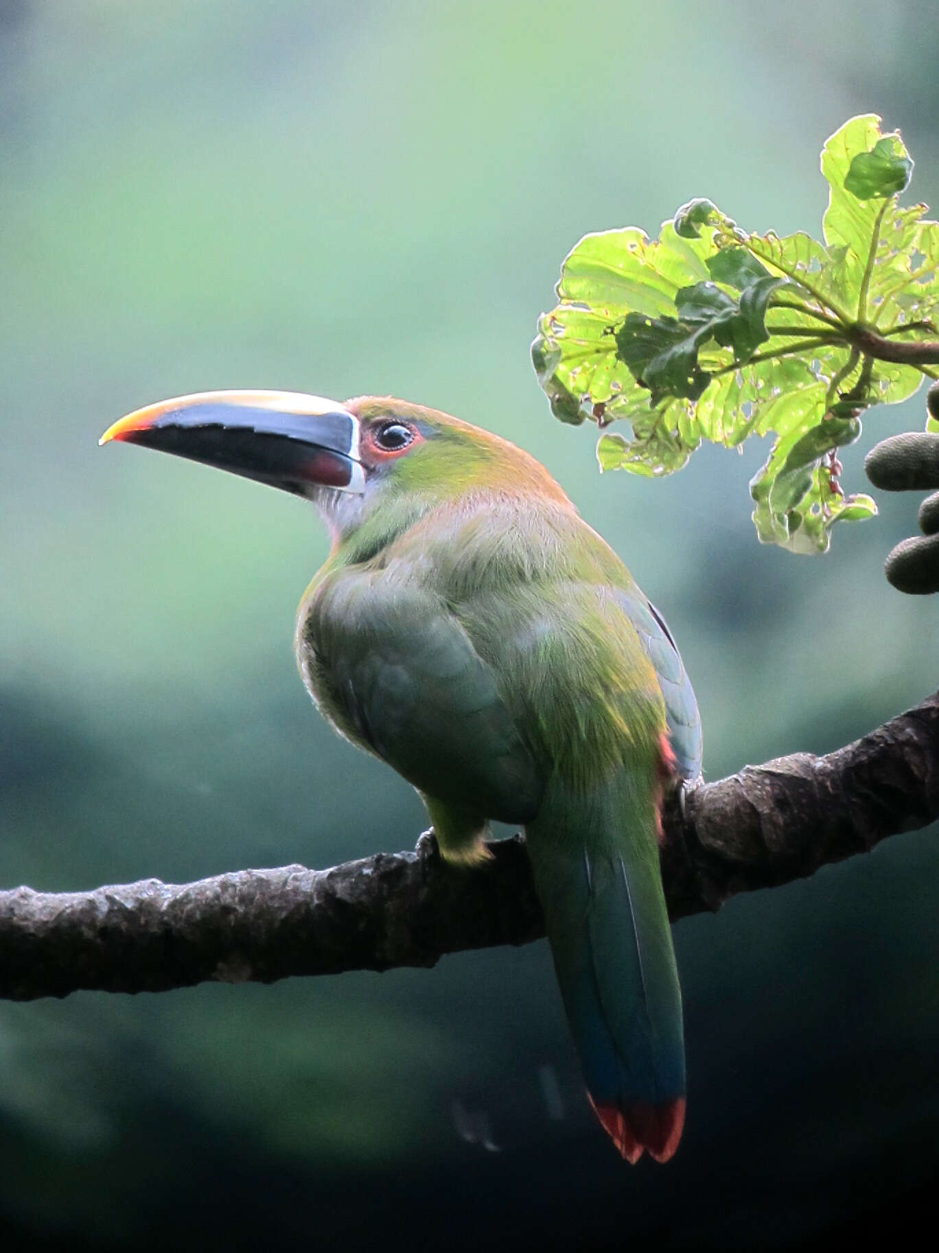 Image of Greyish-throated Toucanet