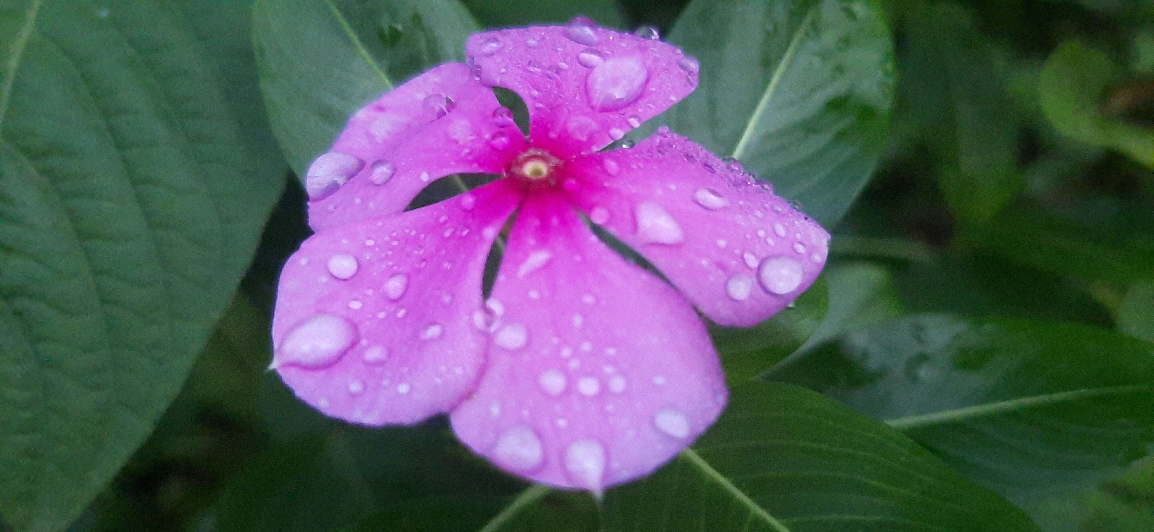 Image of Madagascar periwinkle